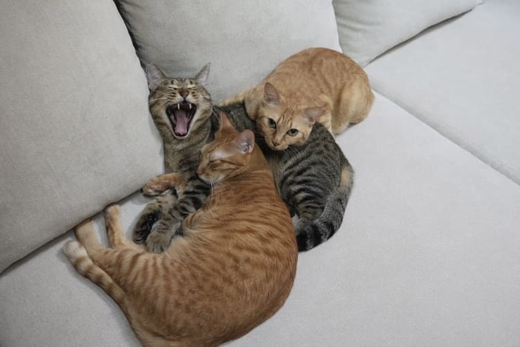 保護猫カフェ「もっちゃり」で過ごす猫たち