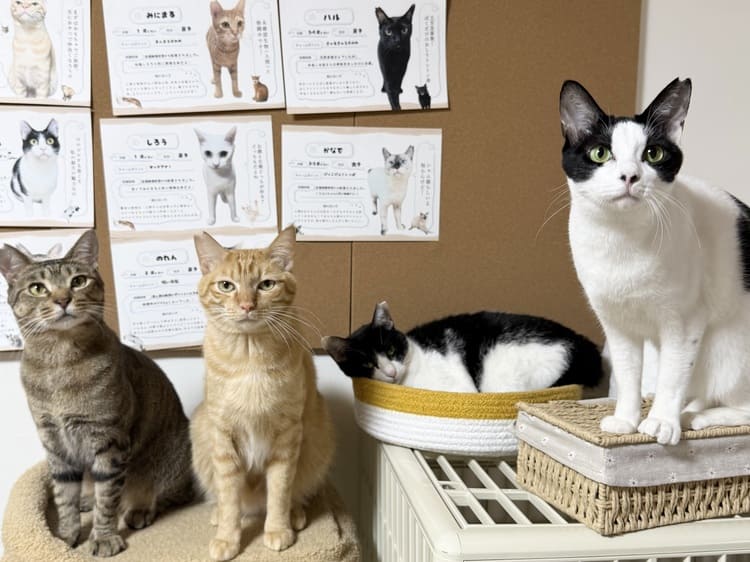 保護猫カフェ「もっちゃり」の店内